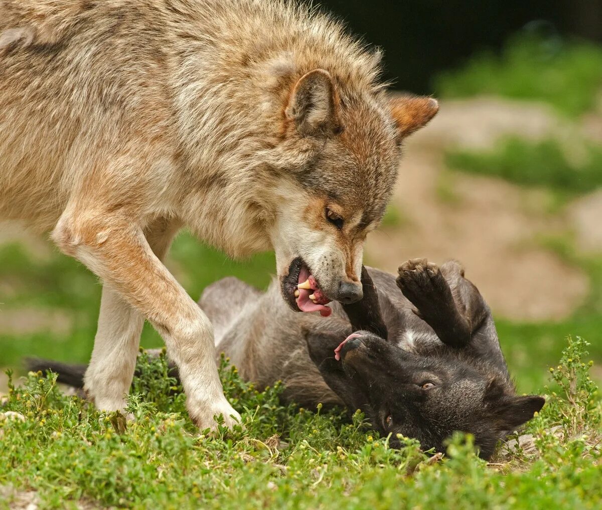 Wild animals play. Волк с волчатами.