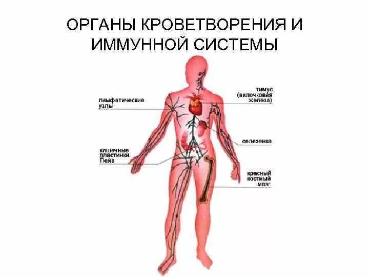 К органам кроветворения относят. Система органов кроветворения человека. анатомия кроветворной системы человека. строение и функции органов кроветворения. кроветворная система строение и функции.