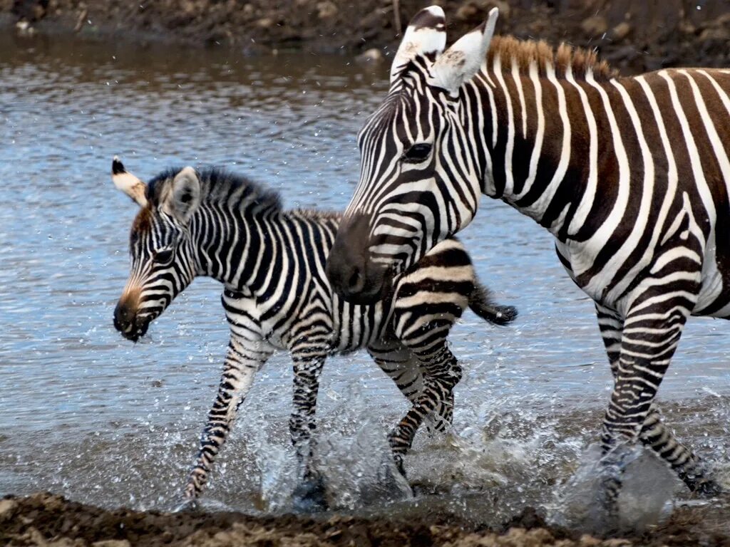 Вроде зебры. Зебра и Зебренок. Полосатые животные. Милые зебры. Зебра малыш.