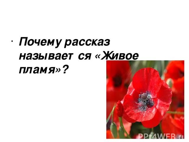 Живое пламя задания. Живое пламя. Иллюстрация к рассказу живое пламя Носова. Носов живое пламя. Произведение живое пламя.