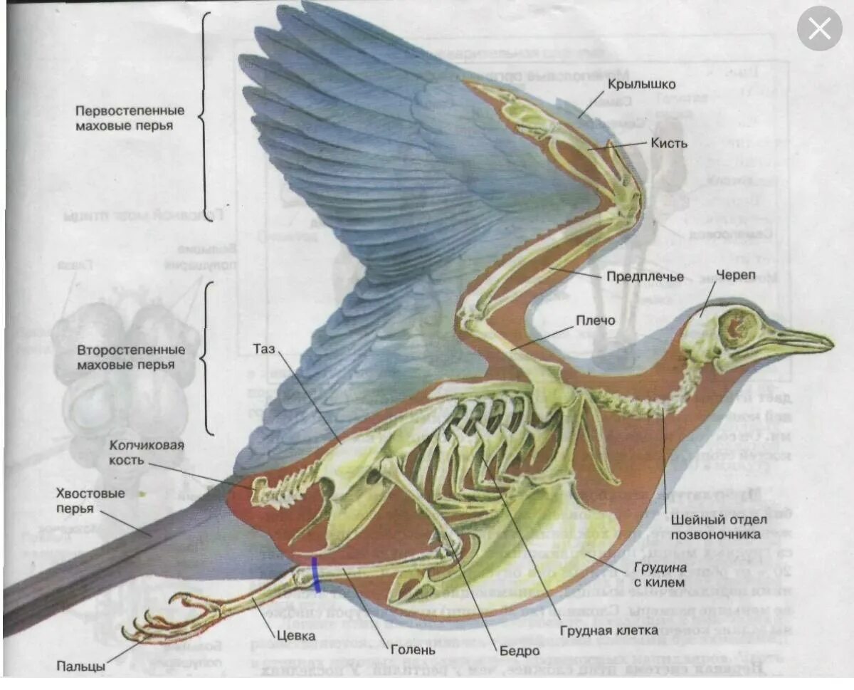Внутреннее строение орла. Строение скелета птицы голубя. Внутреннее строение сизого голубя. Строение птицы 7 класс биология. Внутреннее строение птицы биология 7 класс.