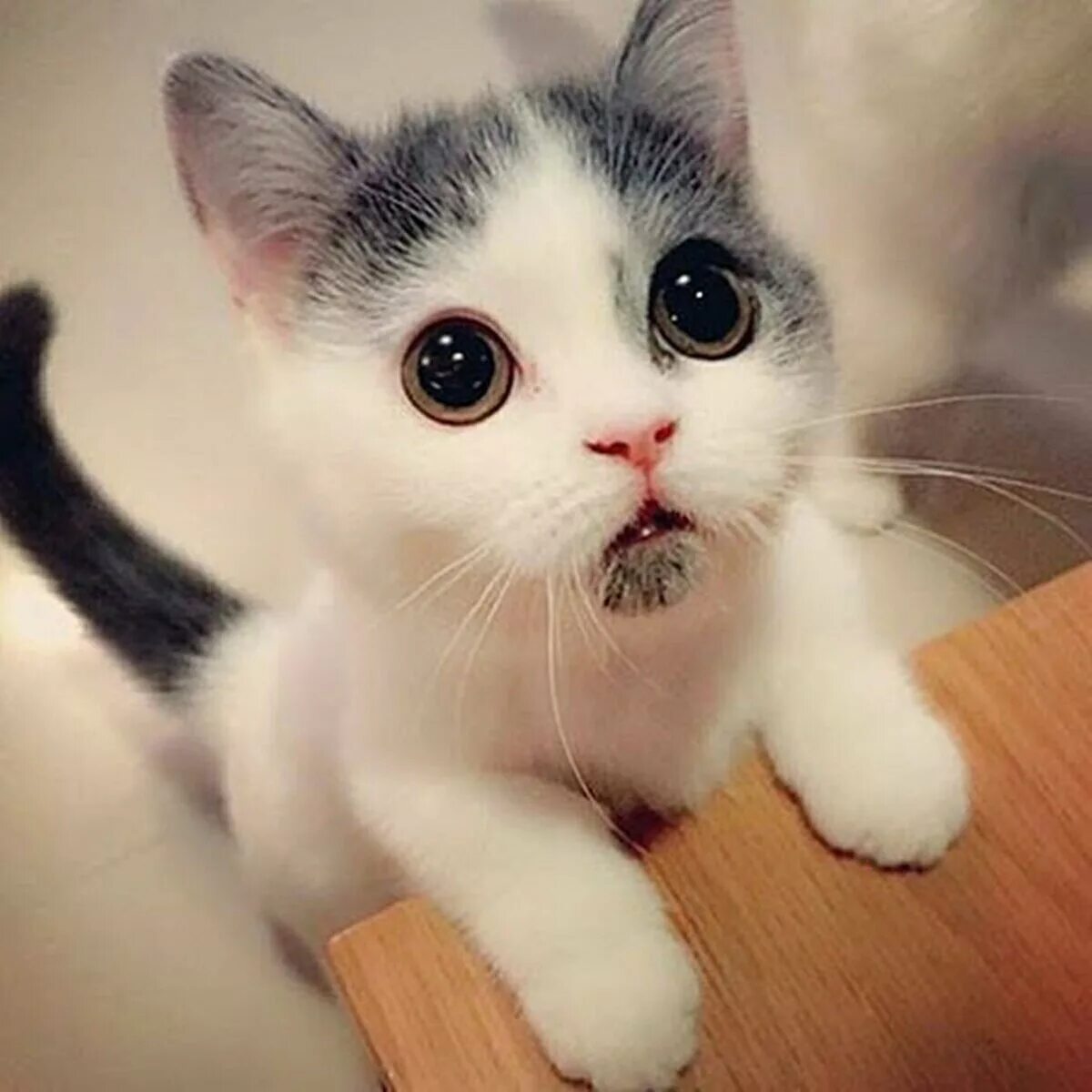 Мини мимими. Милые котики. милый котик. мимимишные котята фото. самые милые имена кошечек.