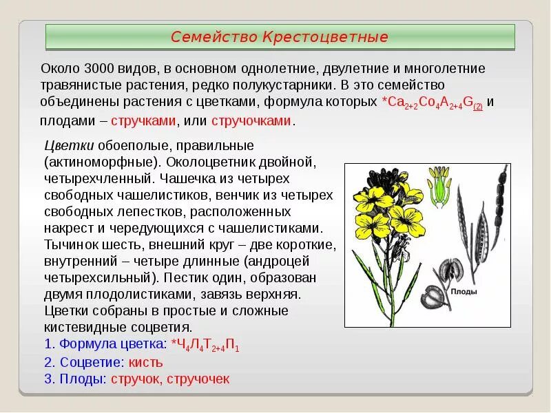 Однолетние растения семейства крестоцветных. Семейство крестоцветные доклад. Растения отдела Покрытосеменные семейство крестоцветные. Полукустарники крестоцветные. Характеристика класса крестоцветные