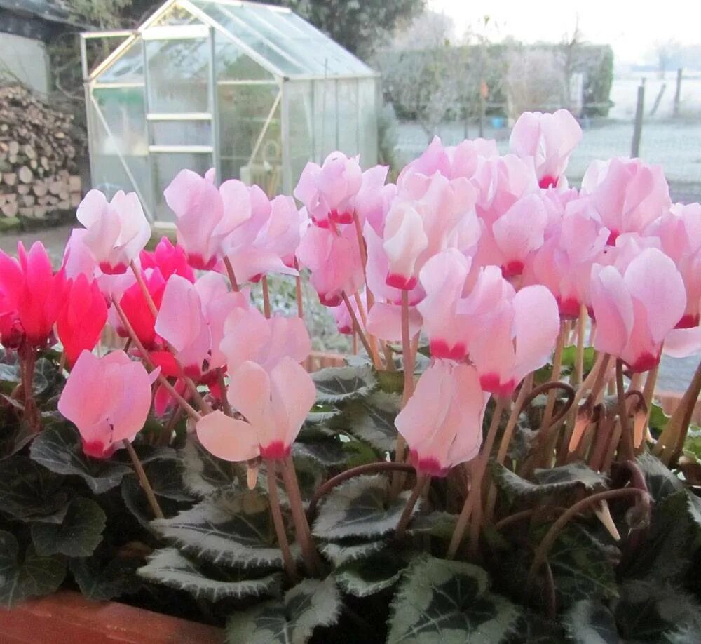 Цикламен альпийская фиалка. Цикламен альпийская фиалка. Цикламен уход цветение. Цикламен уход цветение. Цикламен уход цветение.