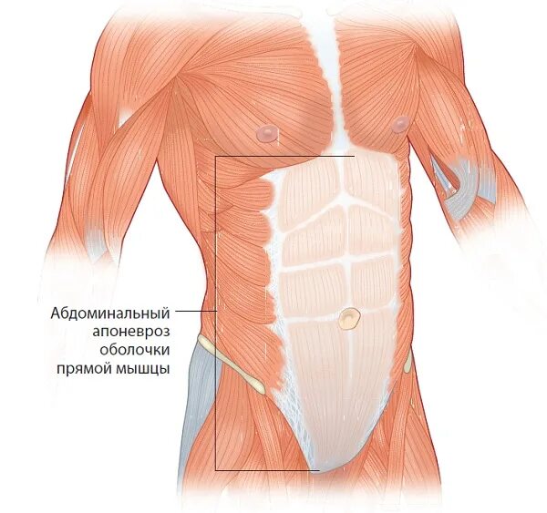 Прямые мышцы живота у мужчин. Мышцы живота апоневроз анатомия. Апоневроз прямой мышцы живота анатомия. Апоневроз брюшной полости. Мышцы живота послойно анатомия.