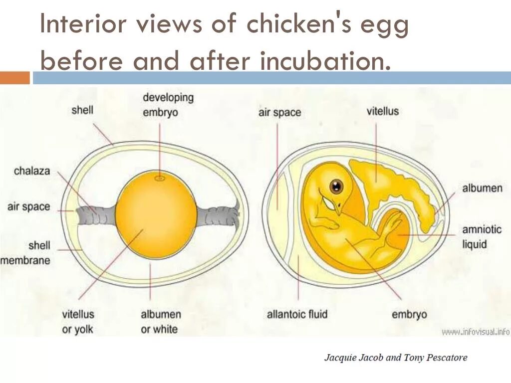 Есть ли цыпленок в яйце. Строение яйца птицы эмбрион. Строение яйца птицы с зародышем. Строение яйца курицы с зародышем. Схема зародышевого яйца.