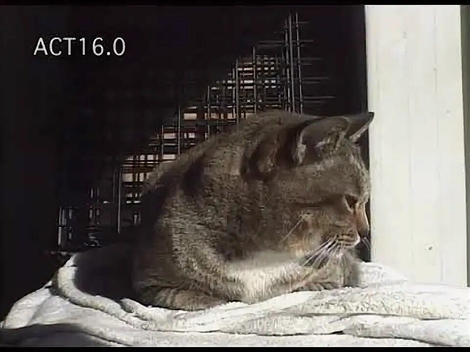 Cat end. Cat end