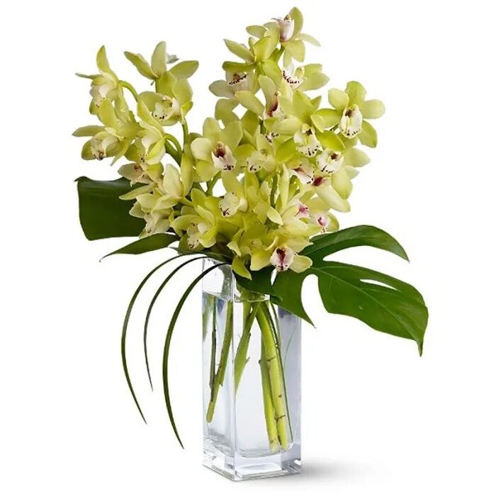 Чудесные орхидеи интернет. Чудесные орхидеи интернет. Профар 5030 орхидея. Eve орхидея фаленопсис. Белая орхидея в кашпо.