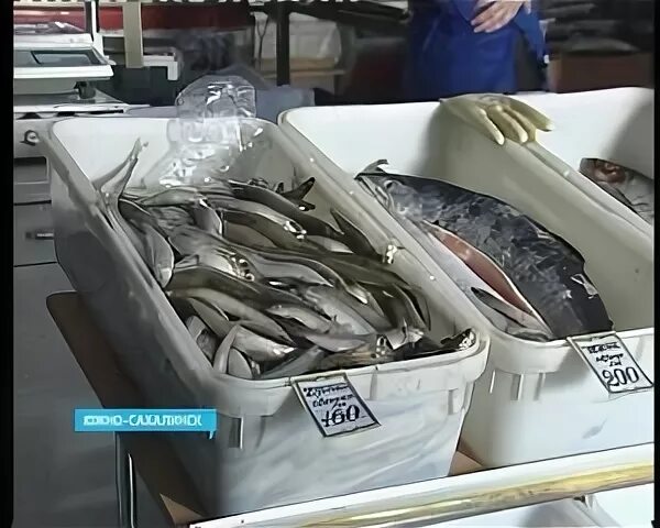 Пункты корюшки. Пункты корюшки. Промысел корюшки. Корюшка питер. Питерская рыба корюшка.