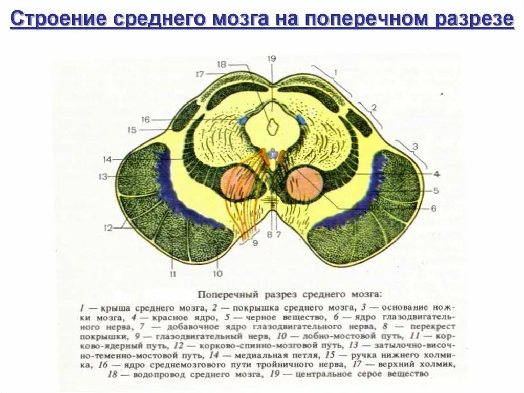 Область среднего мозга. Строение среднего мозга поперечный разрез. Средний мозг анатомия поперечный разрез. Поперечный срез среднего мозга ядра. Средний мозг поперечный разрез схема.