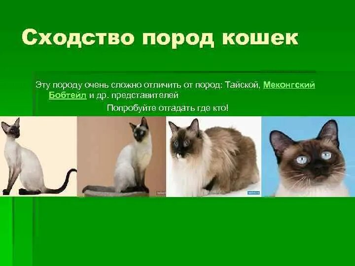 Различия кошек. Тайская и Сиамская кошка отличия. Сиамский кот и тайский кот отличие. Тайские и сиамские кошки различия. Порода кошек тайская и Сиамская различие.