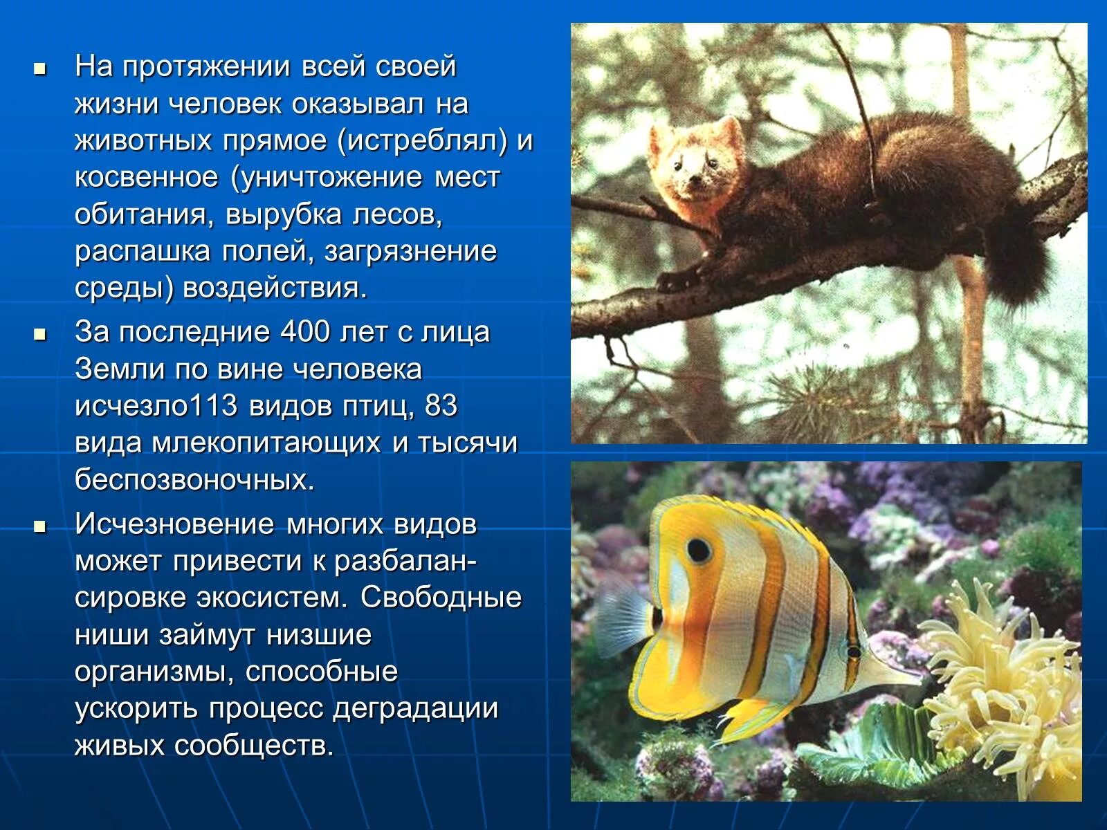 Прямое животное