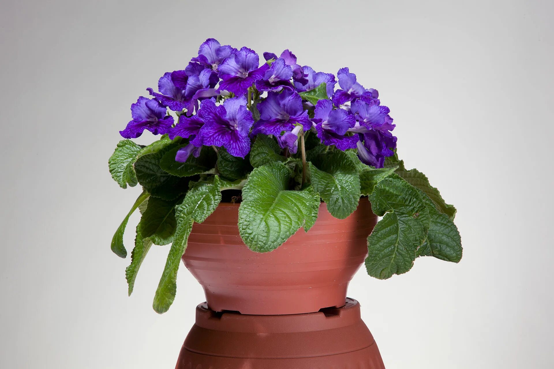 комнатные цветы стрептокарпус фото. вазон стрептокарпус. стрептокарпус ds 2080. стрептокарпус еве. стрептокарпус цветок.