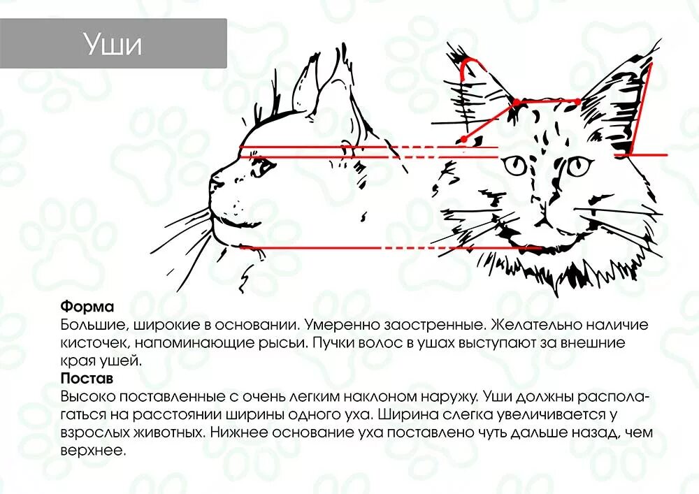 Как определить сколько котенку