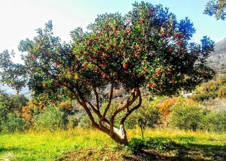 Lost fruit