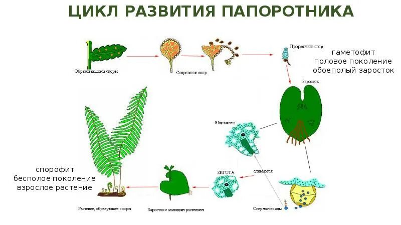 Размножение папоротников схема. Цикл размножения папоротников схема. Жизненный цикл папоротника 6 класс биология. Цикл развития папоротника схема.