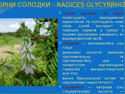 Сапонины солодки