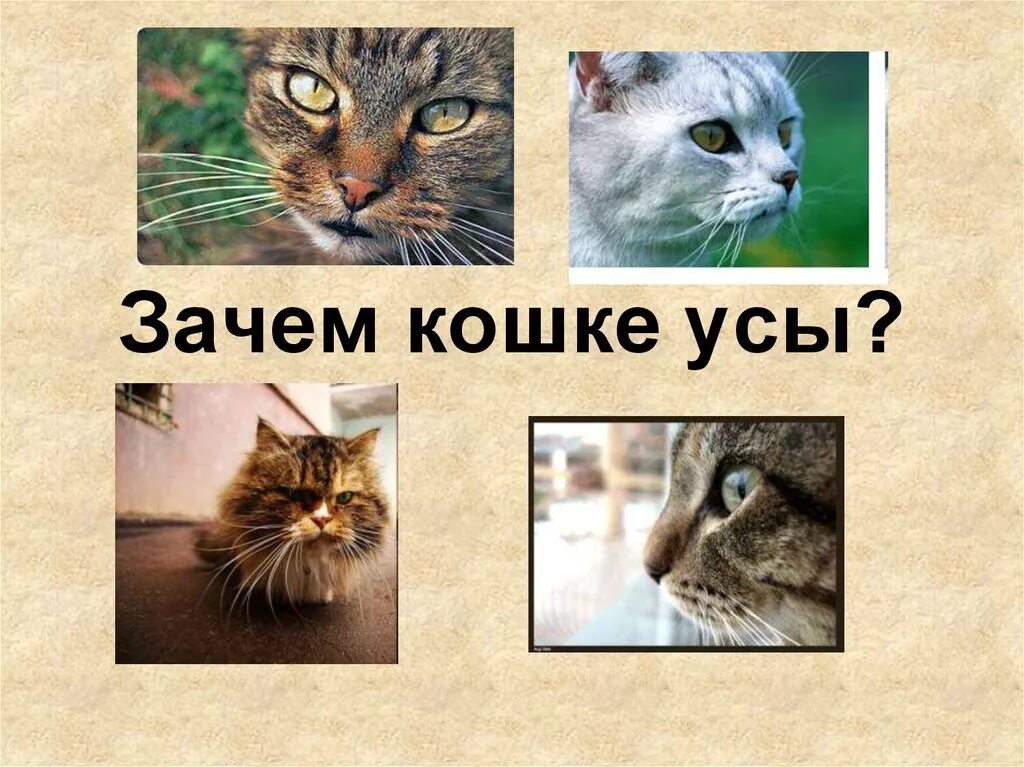 Зачем кошка. Зачем котикам усы. Зачем кошке нужны усы. Презентация на тему зачем кошке усы. Почему кошку зовут кошку