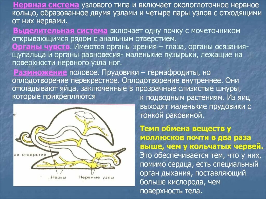 Система прудовика нервная система. Нервная система прудовика. Нервная система узлового типа. Виды нервной системы Узловая. Органы дыхания прудовика