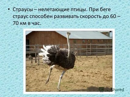 Скорость страуса