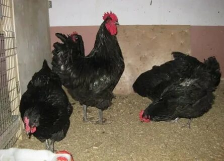 Джерсийский гигант фото и описание отзывы куры
