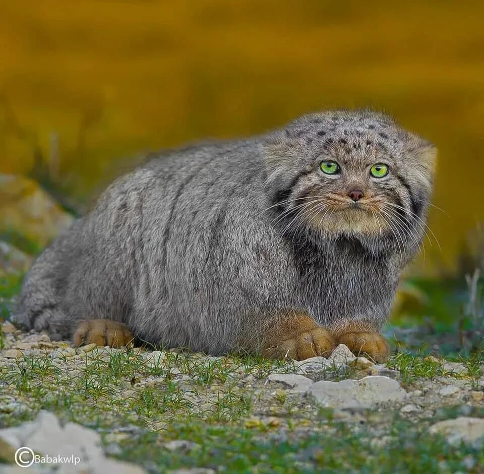 Мануалы cat