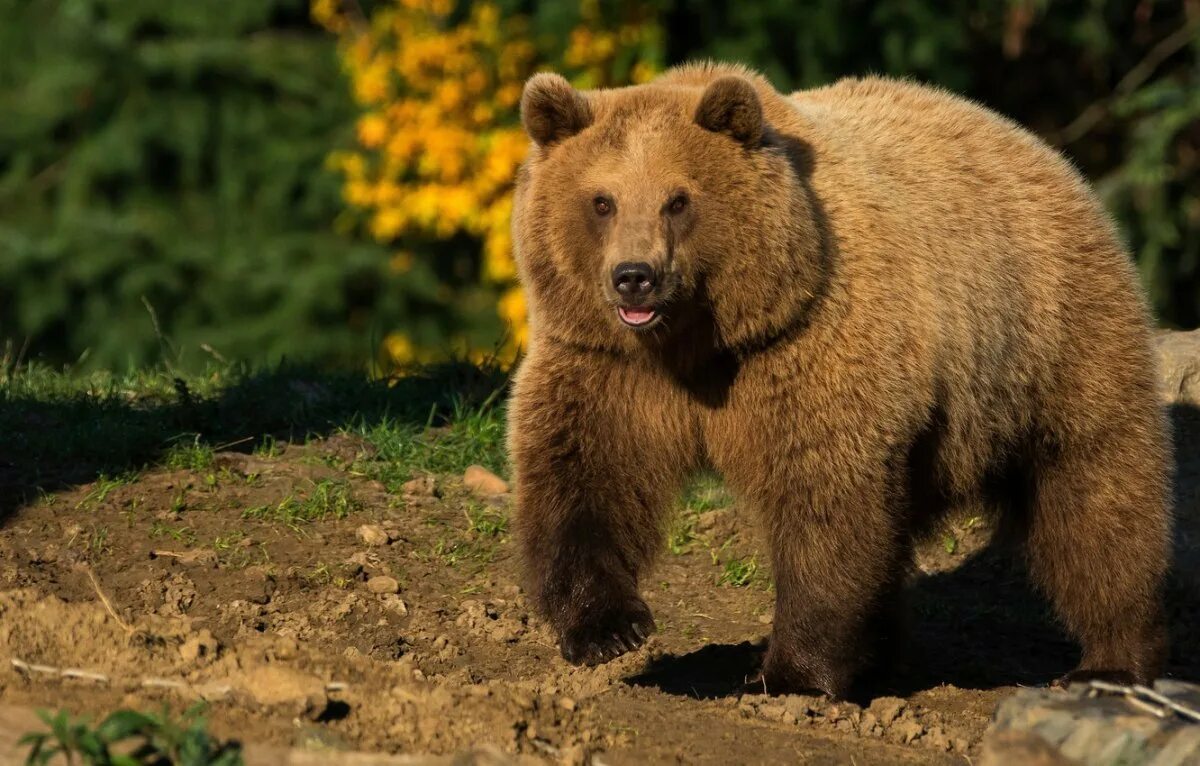 Уссурийский бурый медведь. Северная Америка медведь Гризли. Тянь-Шанский бурый медведь. Европейский бурый медведь.