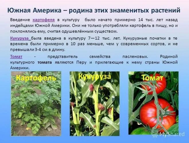 Пример культурных растений из дальних стран Культурное растение пришедшее из дальних стран Найдено картинок: 87