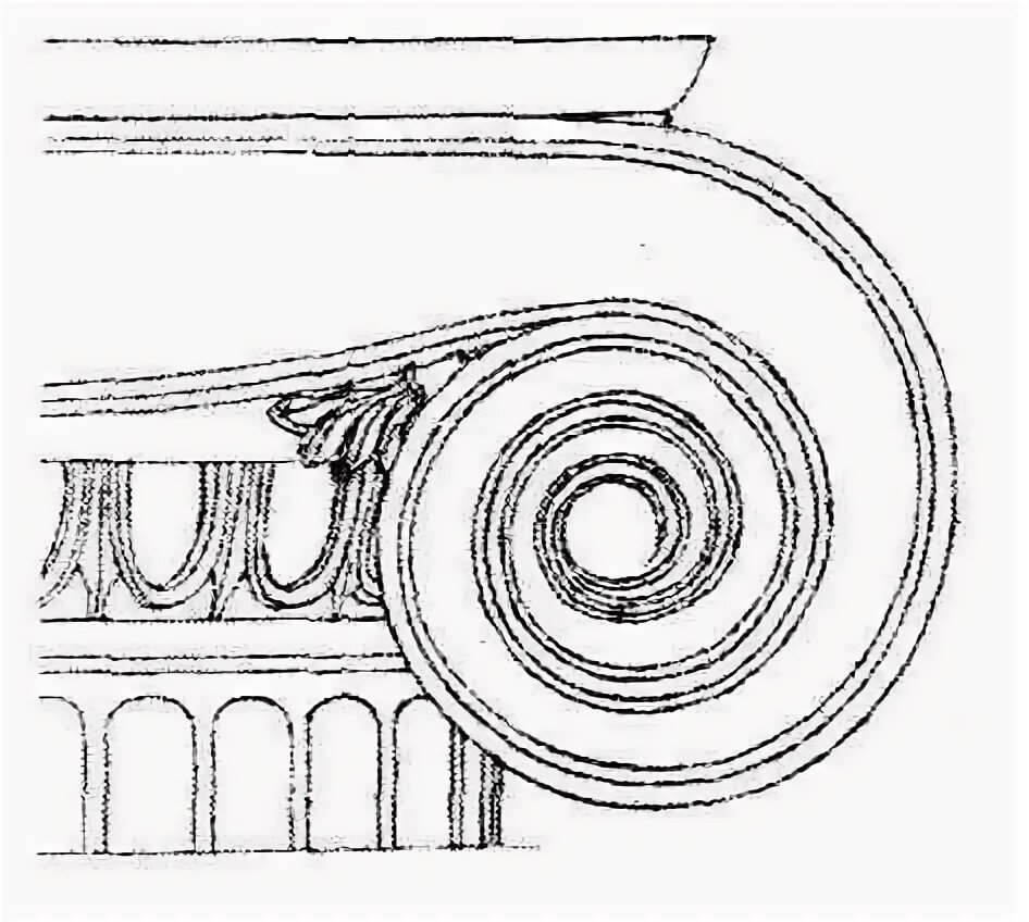 Валюта ордера. Капитель Ионического ордера. Волюта ионической капители. Волюты завитки в архитектуре. Ионическая Капитель в архитектуре.