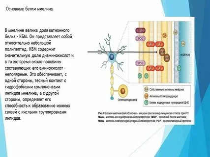 Основные белки миелина