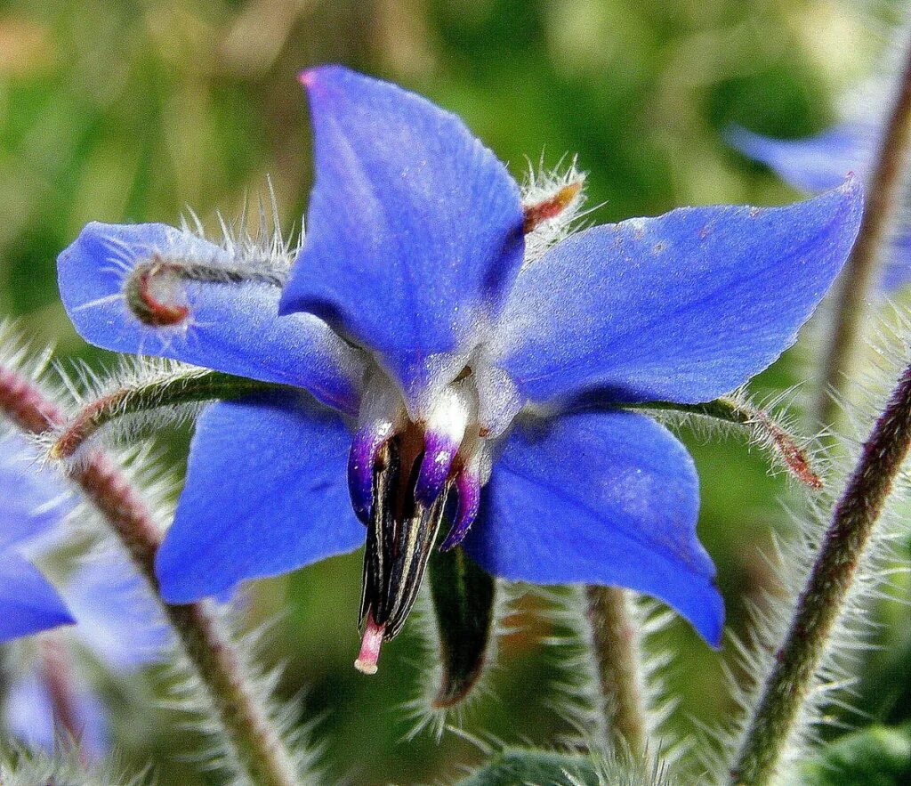 Бурачниковые представители. Бораго соцветие. Семейство бурачниковые (boraginaceae). Анхуза воловик. Семейство бурачниковых.
