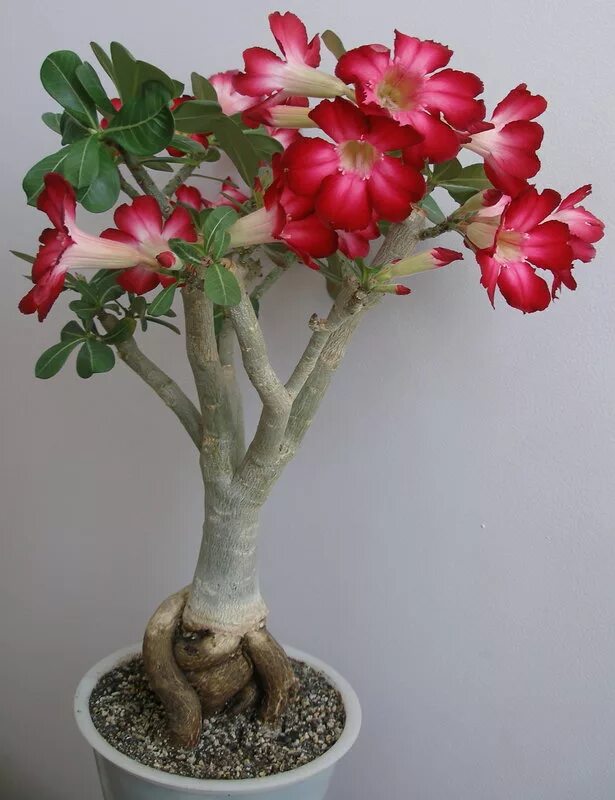 адениум хит интернет. адениум хит интернет. адениум роза пустыни микс. адениум сорт мадейра. адениум хит интернет.