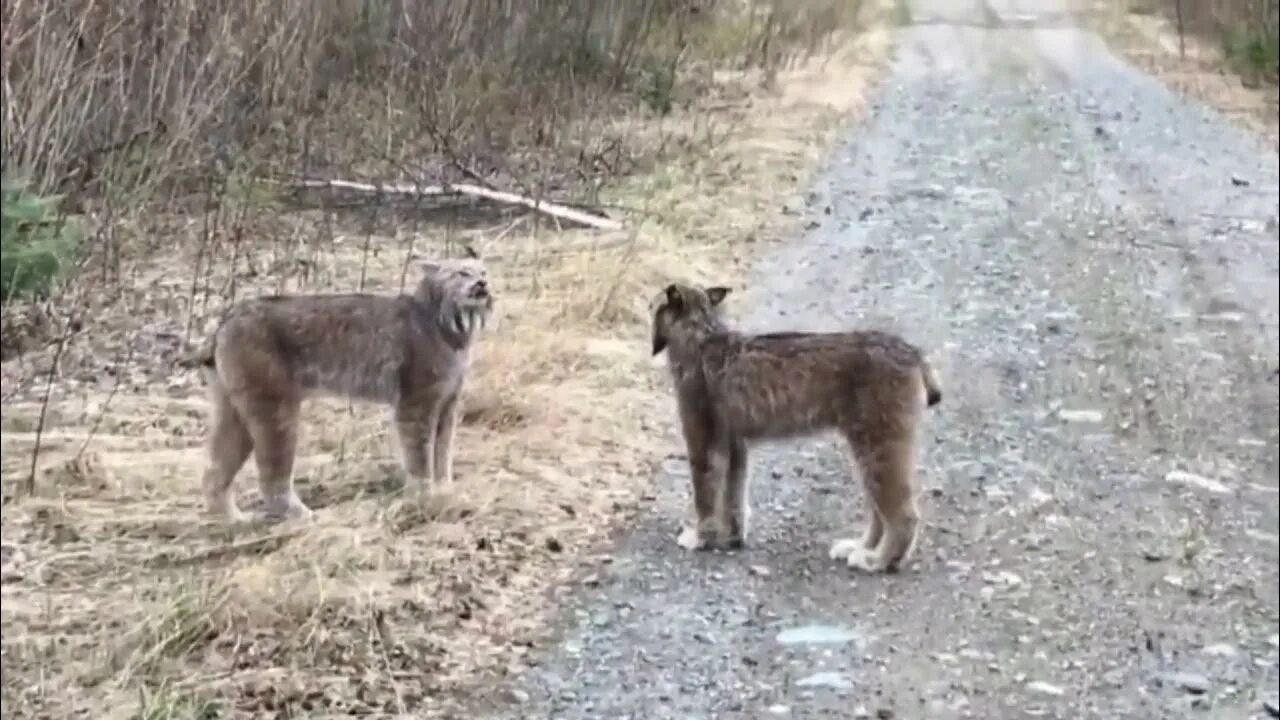 Покажи видео рыси. Покажи видео рыси. Покажи видео рыси. Рысь — lynx lynx. Пещерная рысь lynx issiodorensis.