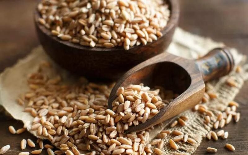 Вред зерновых. Суховей растение. Чем полезна полба. Чем полезна полба для организма. Зерновые растения.