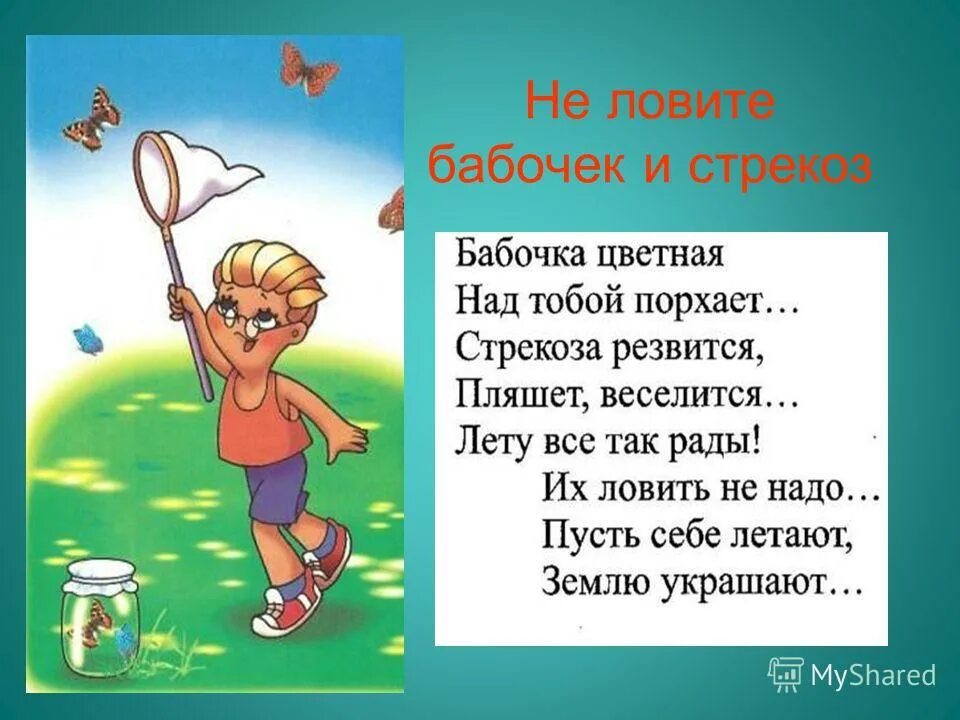 Чем ловят бабочек