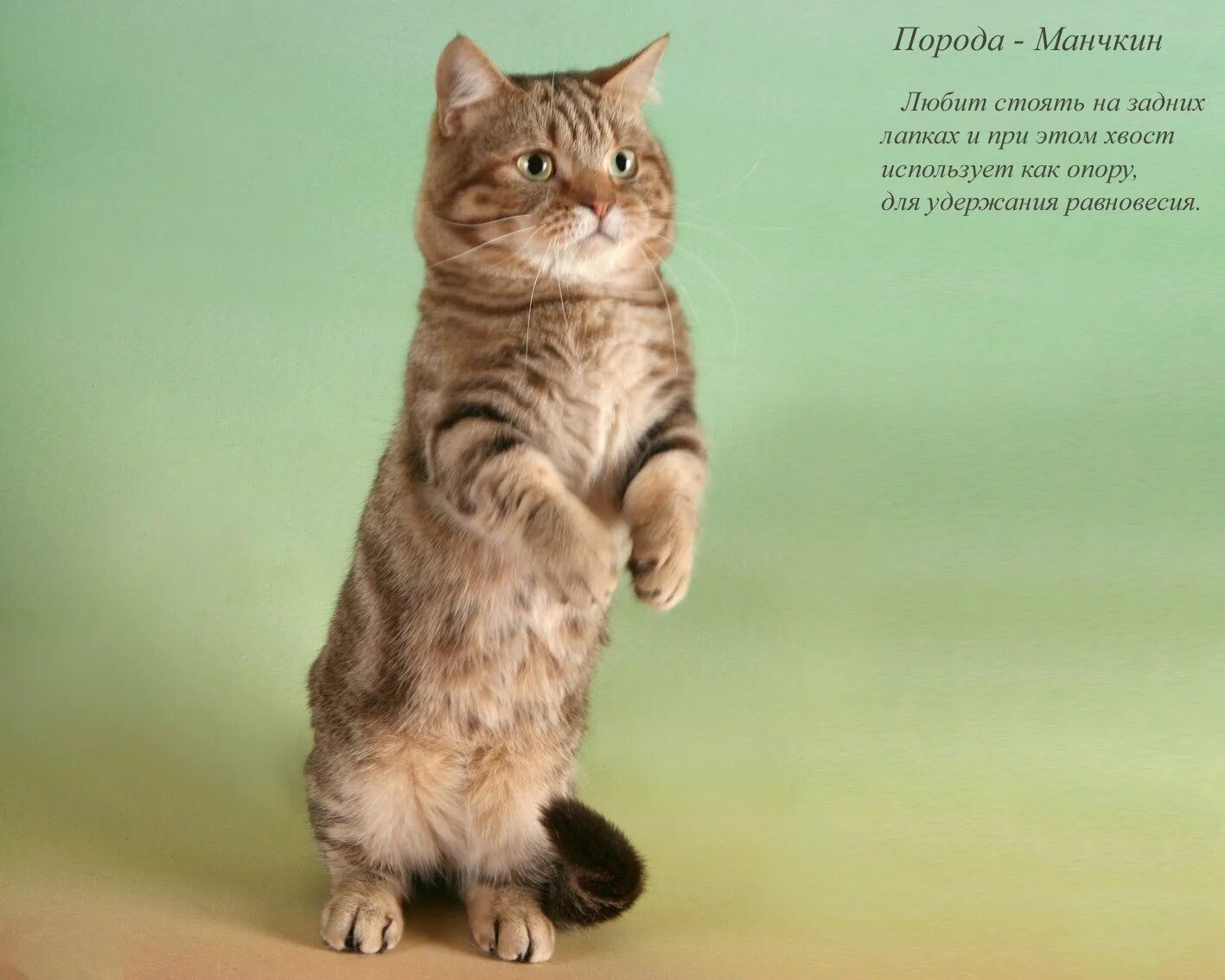Манчкин кошка стоит. Манчкин кошка. манчкин кошка на задних лапах. манчкин полосатый. бобтейл кошка манчкин.