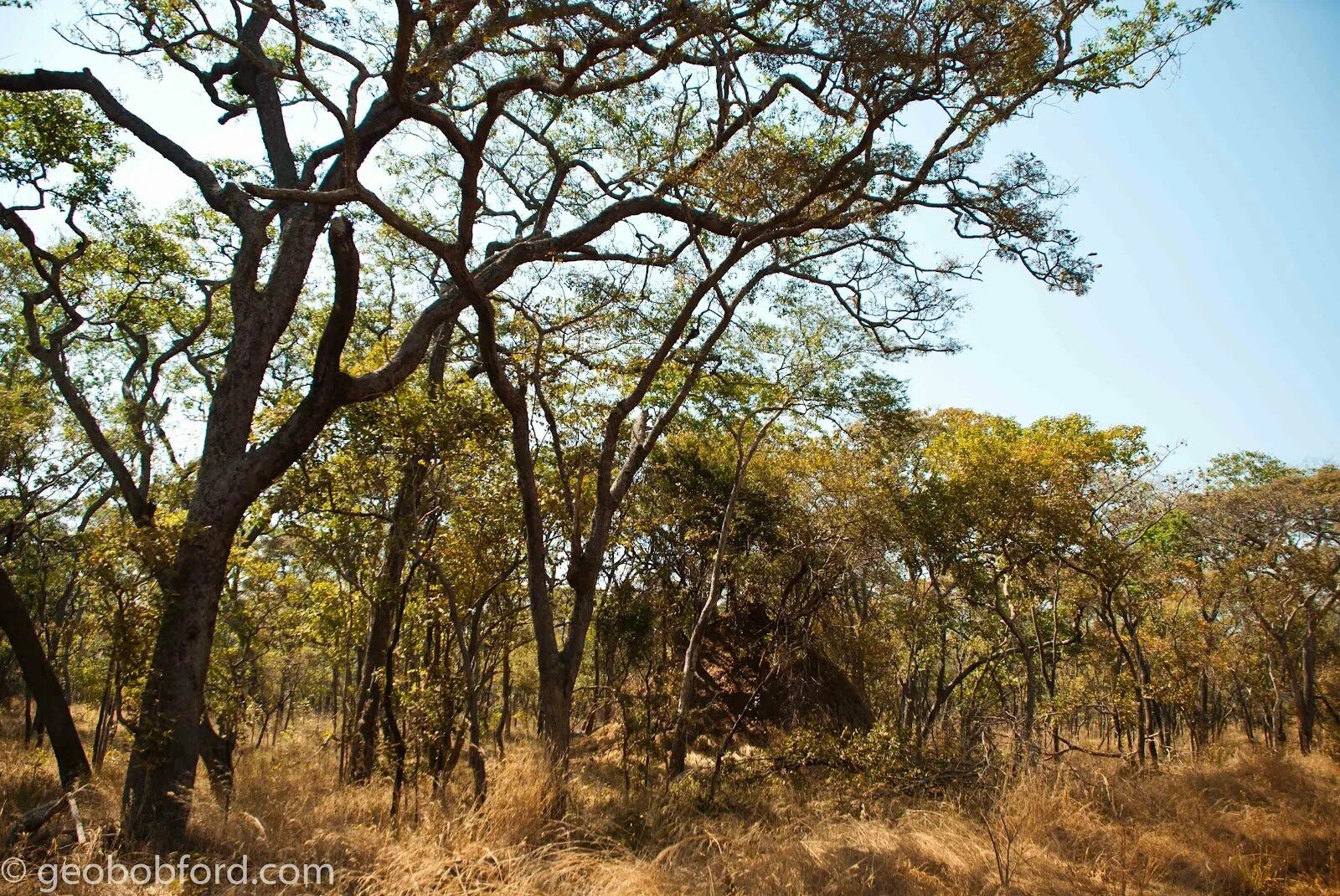 Вечнозеленые жестколистные леса австралии. Сухие листопадные тропические леса. Жестколистные леса Австралии. Миомбо в Танзании. Сухие тропические леса Африки.