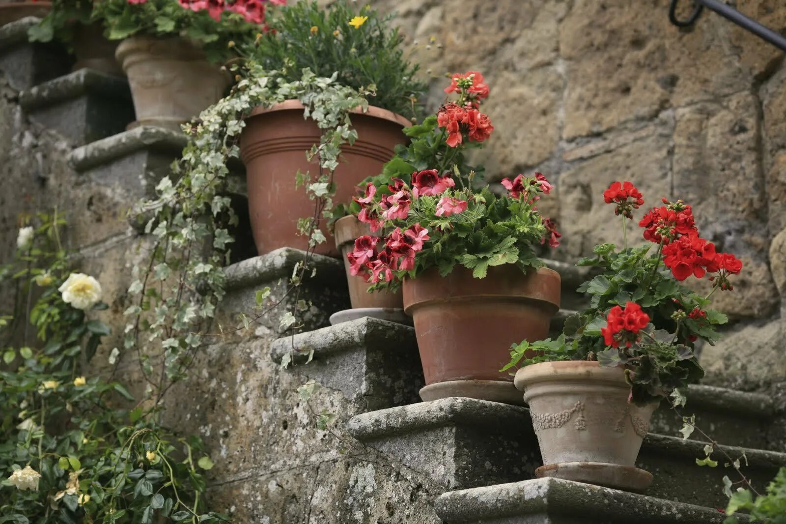 Гарден кашпо Италия. Пеларгония в Италии. Горшок уличный Tuscan. Горшечный сад в Италии.