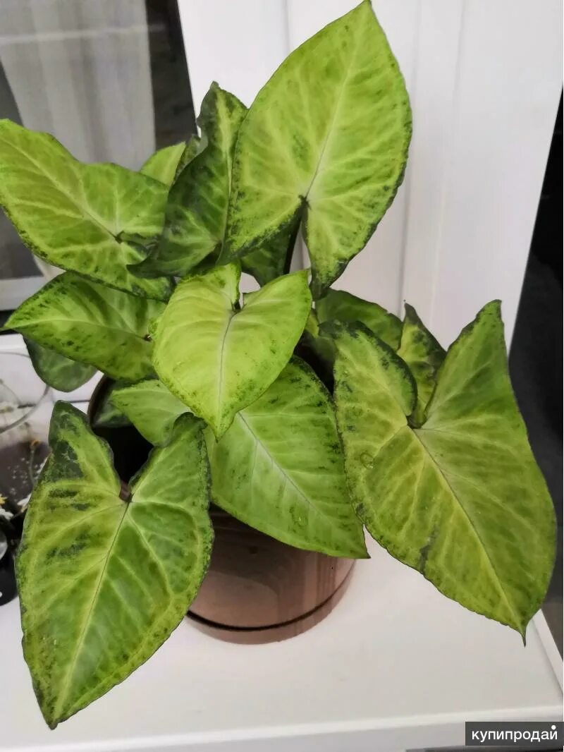 Сингониум syngonium podophyllum. Спатифиллум сингониум. Сингониум ножколистный. Сингониум большой. Сингониум кристмас клон.