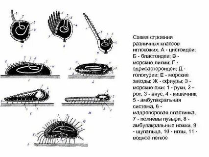 Строение морского ежа