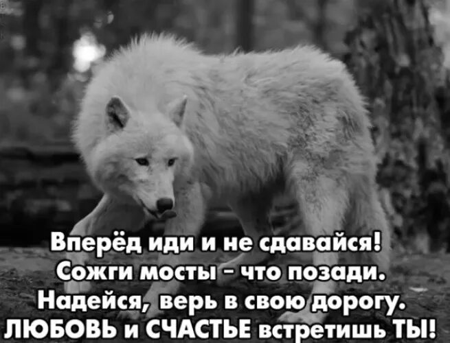 Душа волка. Цитаты Волков. Цитаты волка. Не сдавайсяиди в перед. Песня сдавайся без слов