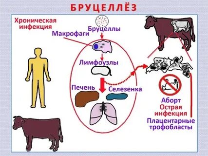 Инфекции людей и животных