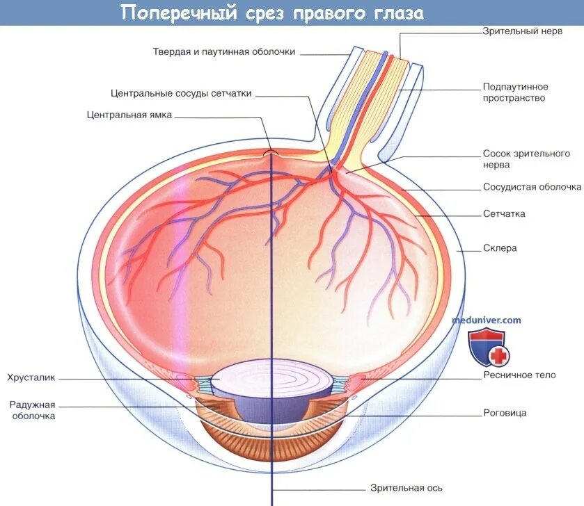 Зрительные нервы глазного яблока. Поперечный срез глазного яблока. Горизонтальный срез глазного яблока. Поперечный срез глаза анатомия. Горизонтальный разрез глазного яблока анатомия.