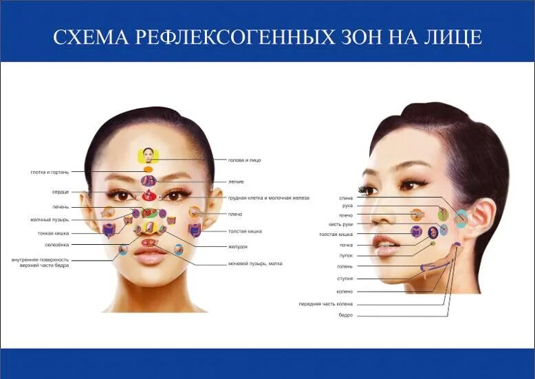 В зона на лице где. Рефлексогенные зоны лица. Биологические точки на лице. Зоны проекции органов на лице. Рефлексогенные точки на лице.