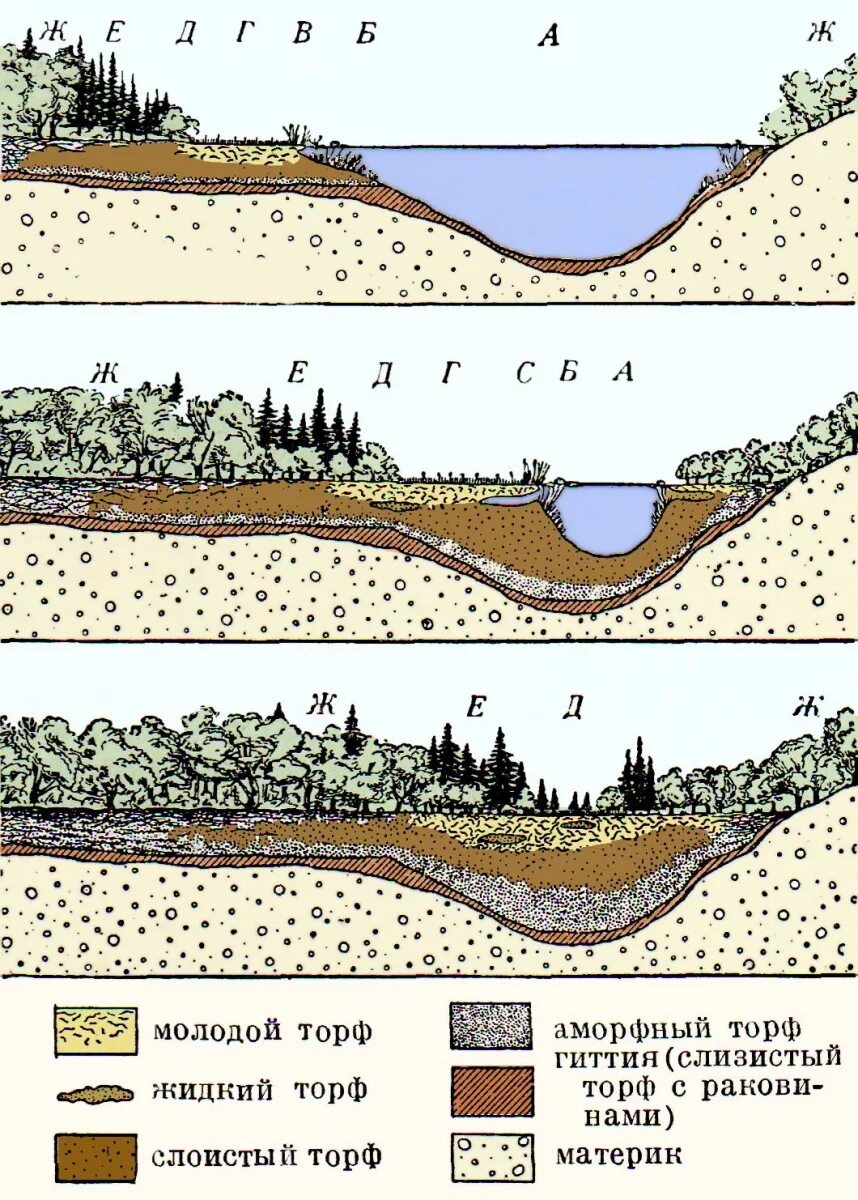 Видовой состав болота. Образование болота. Разрез болота. Схема болота. Строение болота.