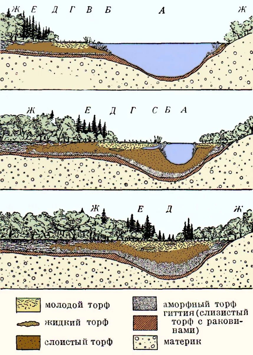 Строение болота. Образование болота. Разрез болота. Схема болота.