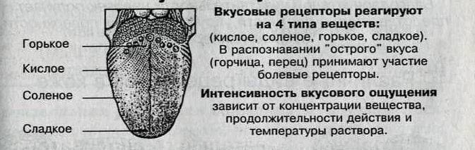 На кончике языка расположены рецепторы чувствительные к. Строение языка рецепторы вкуса. Зоны языка вкусовые рецепторы. Строение органа вкуса вкусовые рецепторы. Вкусовые рецепторы на языке человека схема.