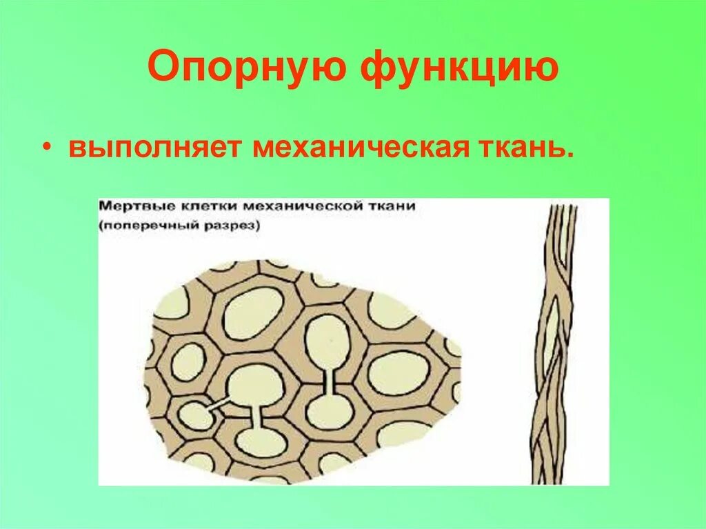 Опорная функция растения. Механическая ткань растений колленхима. Строение клеток механической ткани листа. Механическая ткань колленхима и склеренхима. Механическая ткань растений функции.