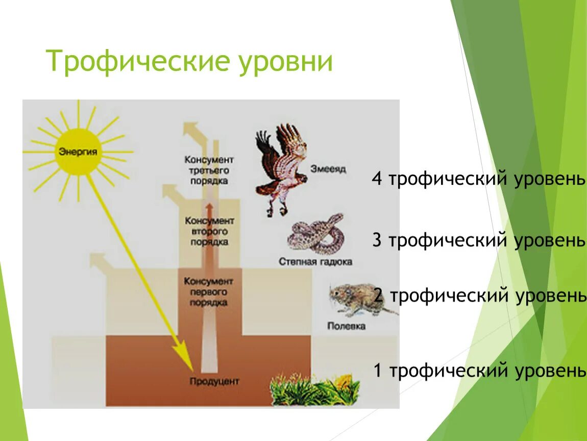 Гадюка консумент. Консументы 4 трофического уровня. Трофические уровни экосистемы. Трофические уровни пищевой цепи. Трофические уровни организмов.