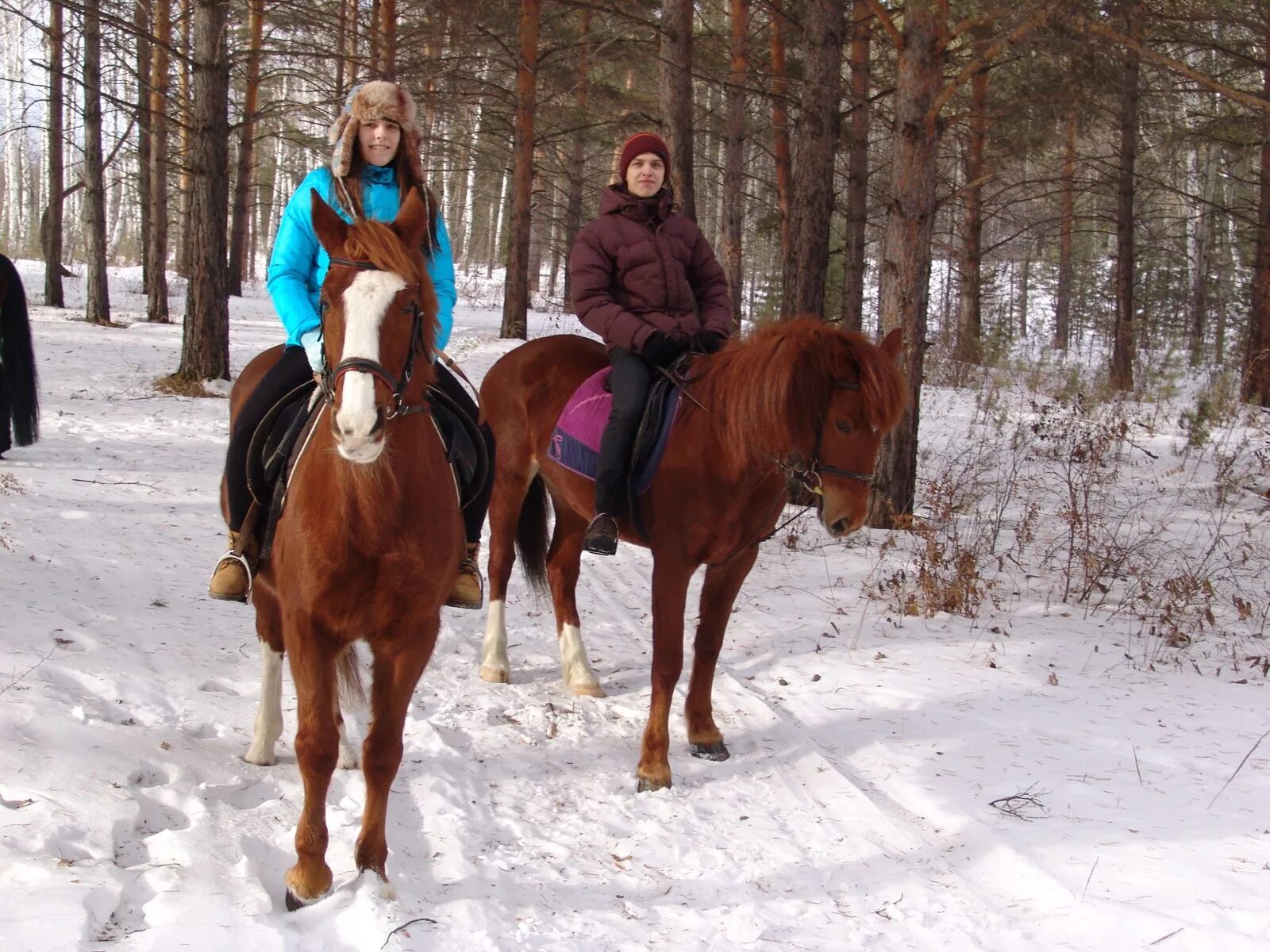 Конюшня Емельяново Красноярск. Конюшня в Комарово. Лошади в Боровом. КСК Боровое. Кск мама